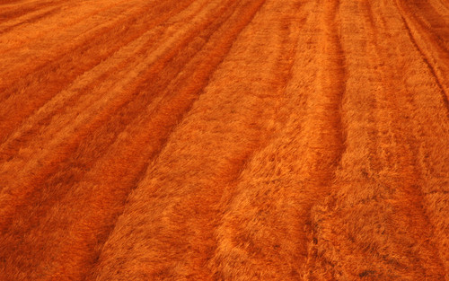 grano mietuto - wheat field