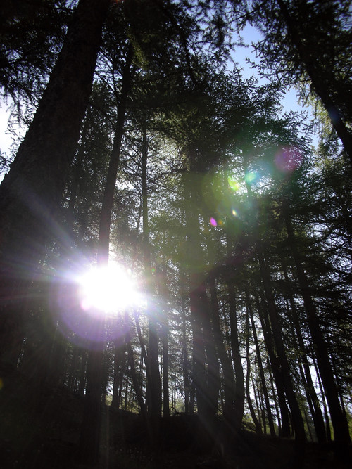 sole tra gli alberi - sun through the wood