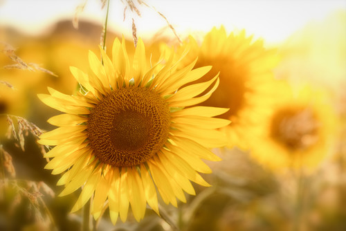 sunflower - summer