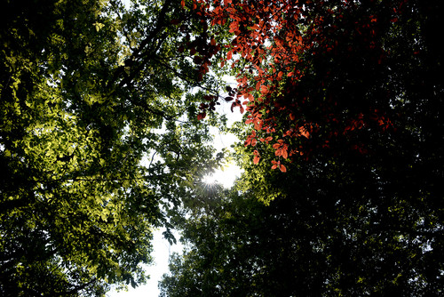 luci e foglie - light and leaves