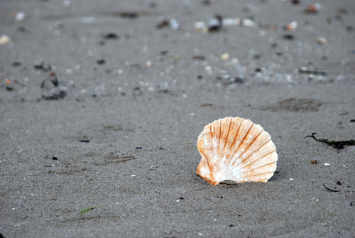 conchiglia - seashell