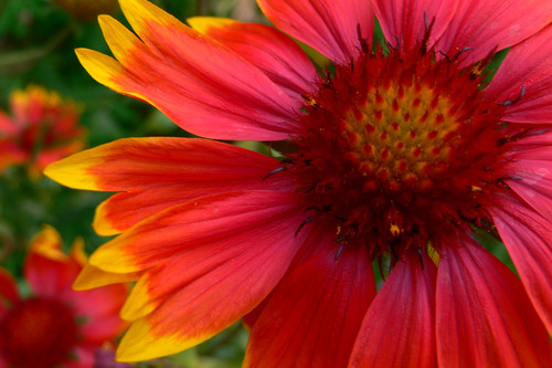 Fiorone rosa - big pink flower