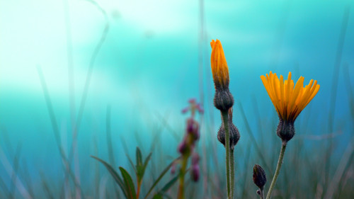 fiori semichiusi - Yellow flowers