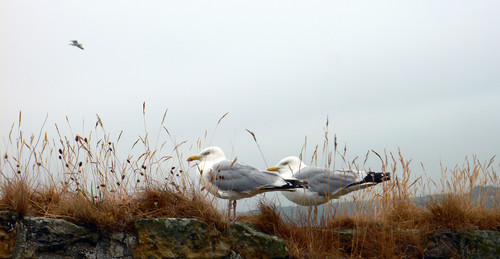 gabbiani - seagulls