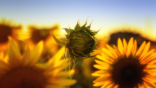 sunflowers