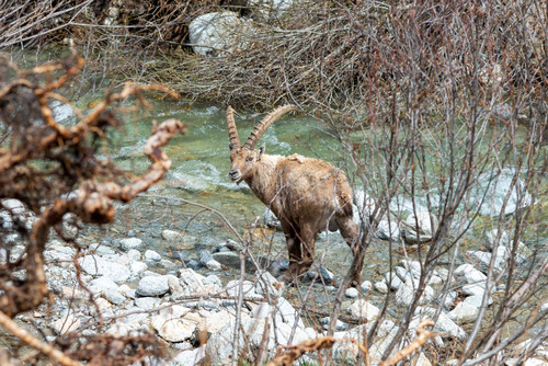 stambecco al fiume