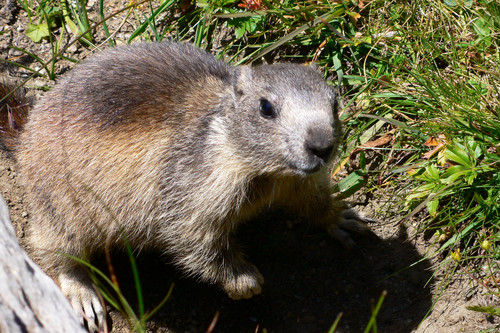 marmotta - Parco del Gran Paradiso - marmot