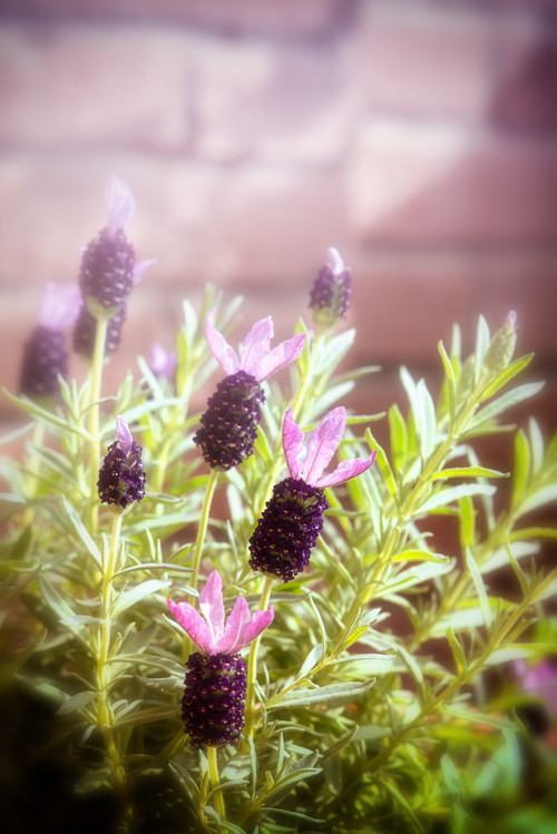 lavanda