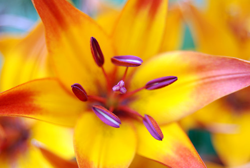 Lilium pistilli - orange lily - pistils