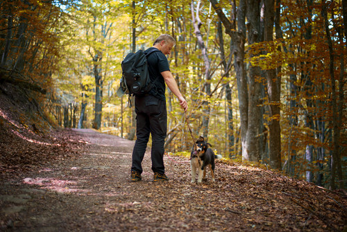 nel bosco