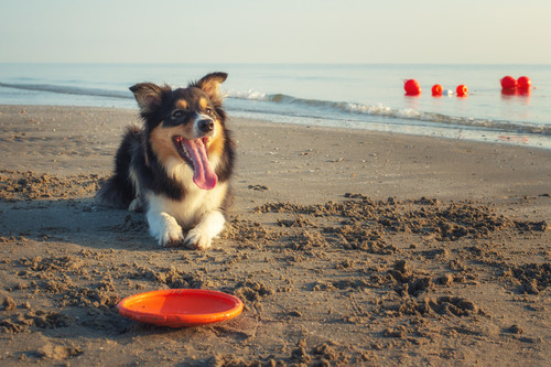 Maika, mare, frisbee