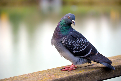 Piccione - pigeon