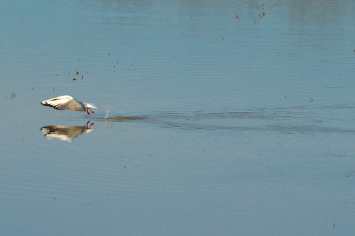 in partenza - seagull