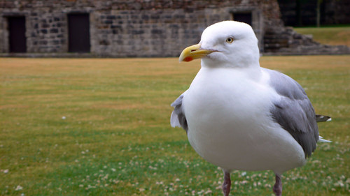 gabbiano - seagull