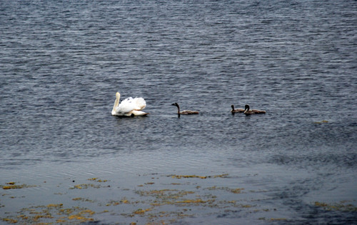 famiglia di cigni - family of swans
