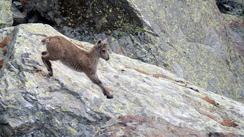 stambecchino in salto - young ibex
