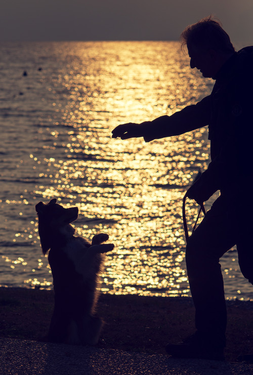 silhouette at sunset