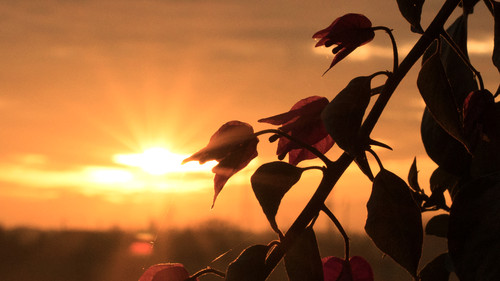 Bouganvillea at sunset