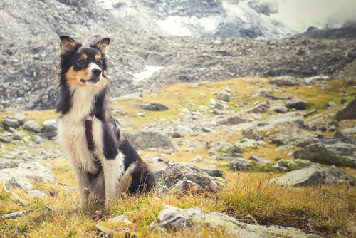 Maika nel suo ambiente preferito, la montagna