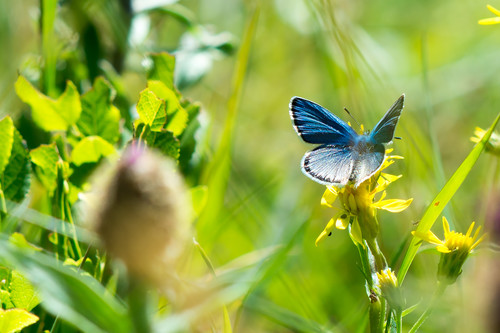 blu butterfly