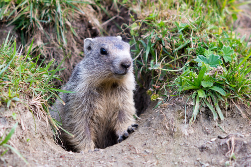 marmot in Gran Paradiso National Park