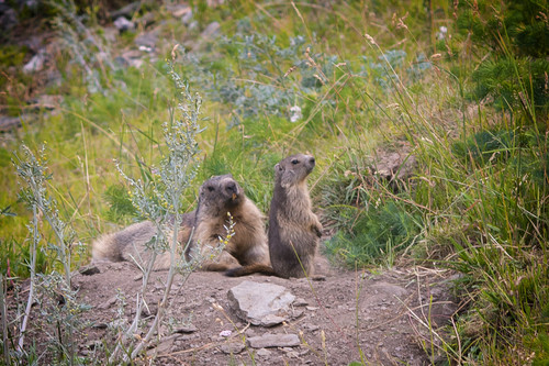 famigliola di marmotte