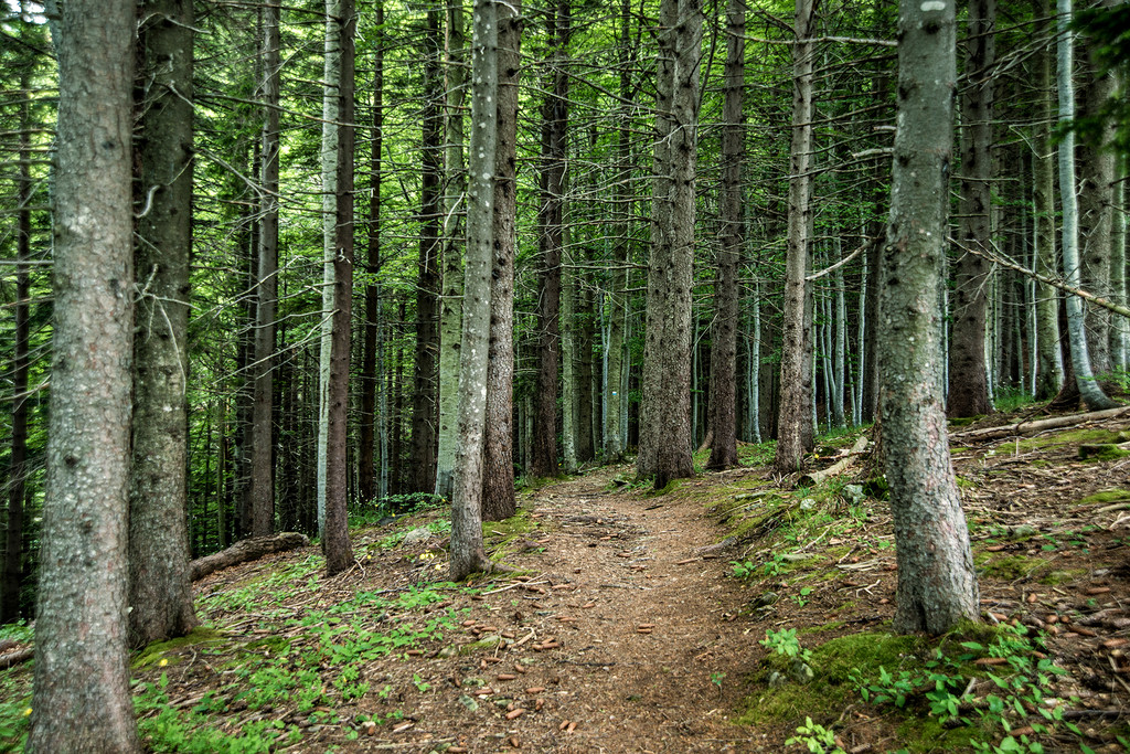 Landscapes - wood - nel bosco