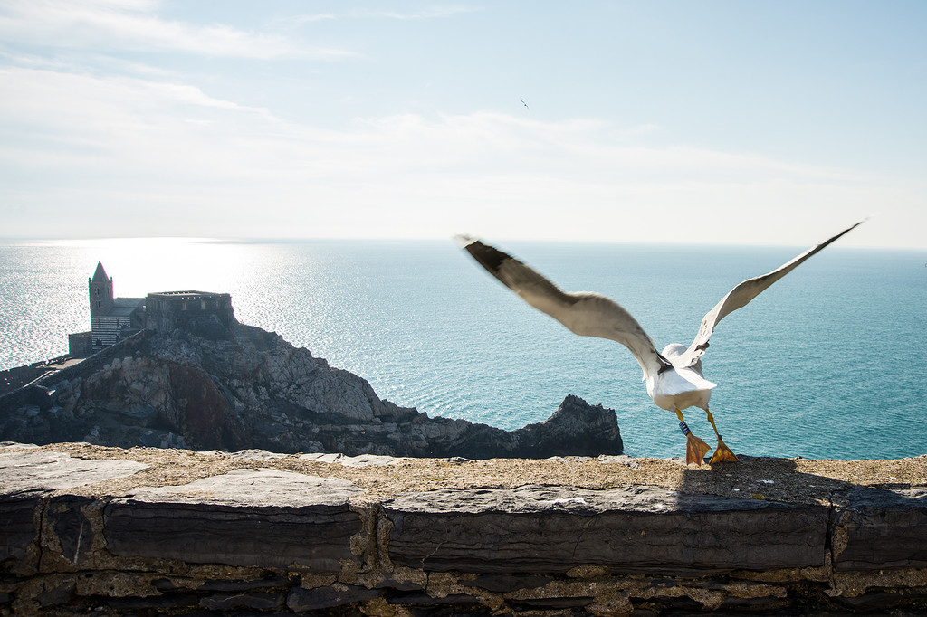 Animals,Landscapes - take-off