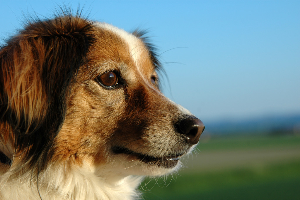 Photo of Animals: Luce - il mio cane - my dog by Barbara Simoni