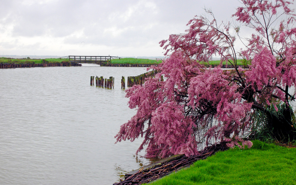 Landscapes - delta fiume Po - river delta