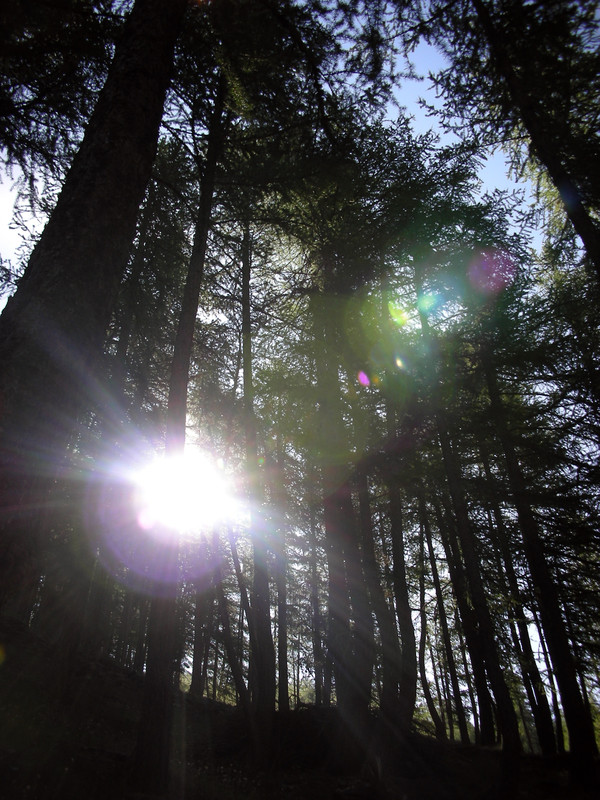 Nature - sole tra gli alberi - sun through the wood