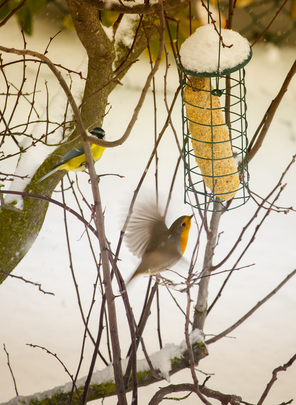 Animals,Snow - birds