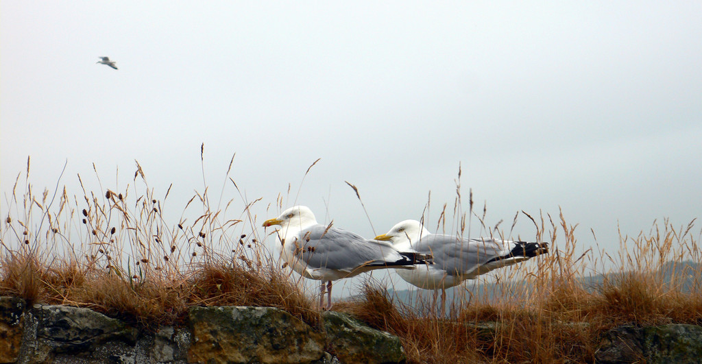 Animals - gabbiani - seagulls