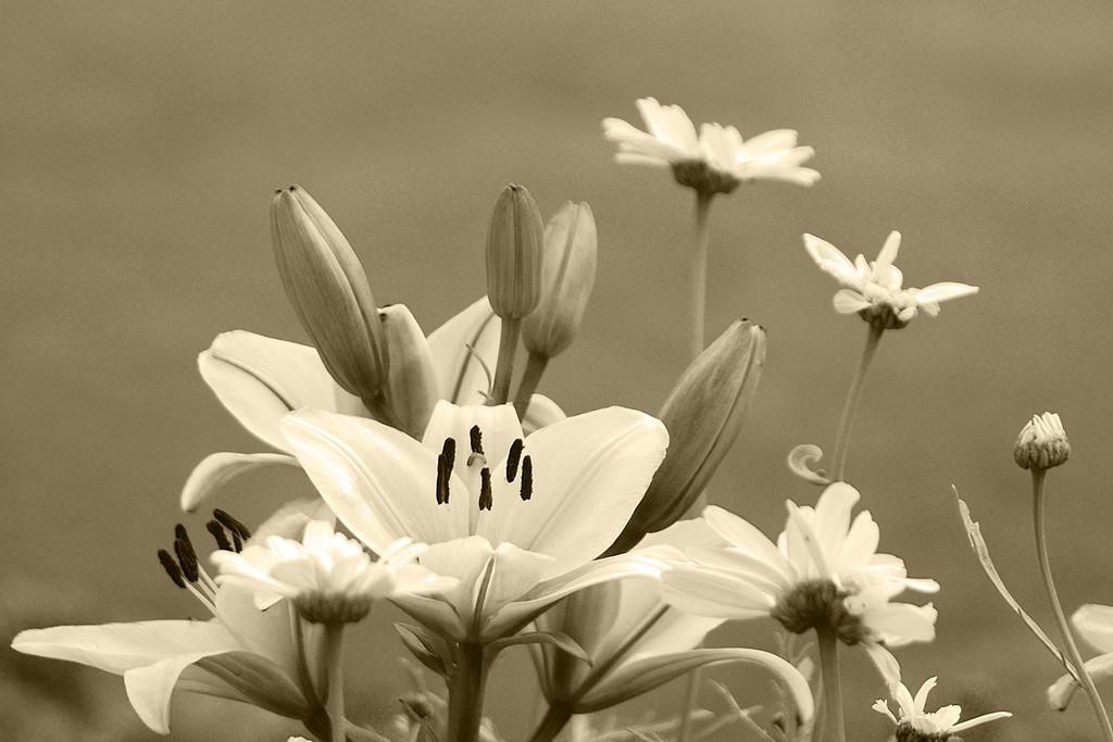 Flowers - Gigli - sepia