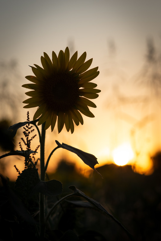 Flowers,Sunset - sunflower at sunset