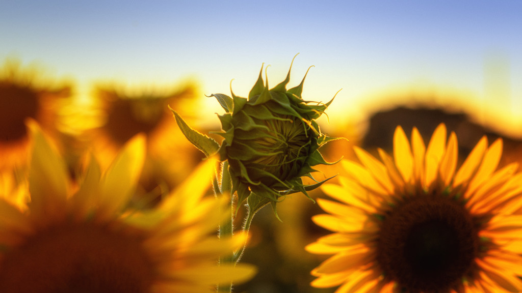 Flowers - sunflowers