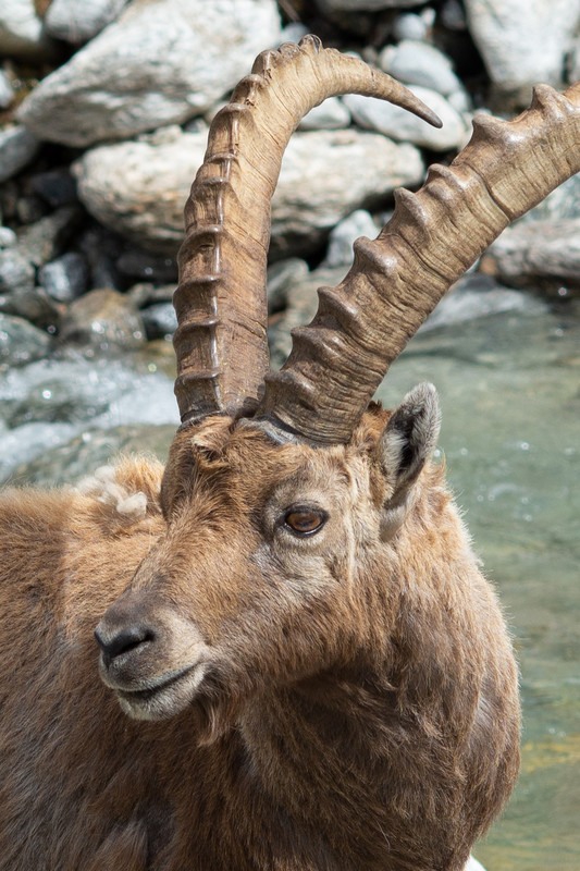Animals - Ibex