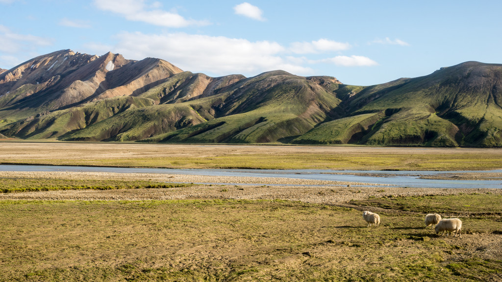 Animals,Iceland,Landscapes - icelandic sheep