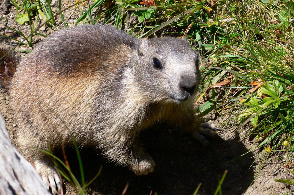 Animals - marmotta - Parco del Gran Paradiso - marmot