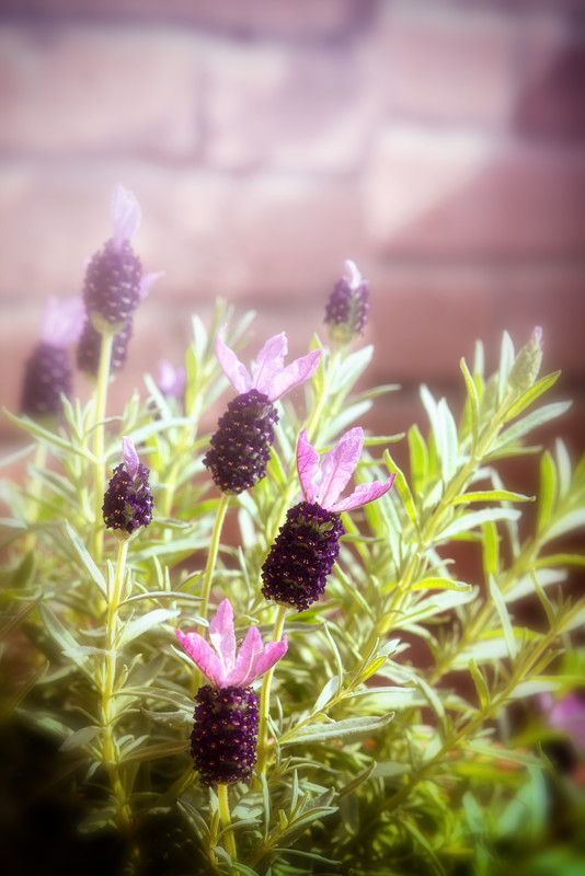 Flowers - lavanda