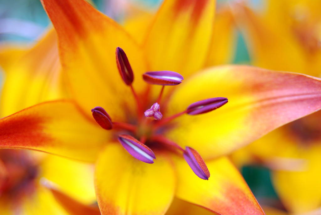 Flowers - Lilium pistilli - orange lily - pistils