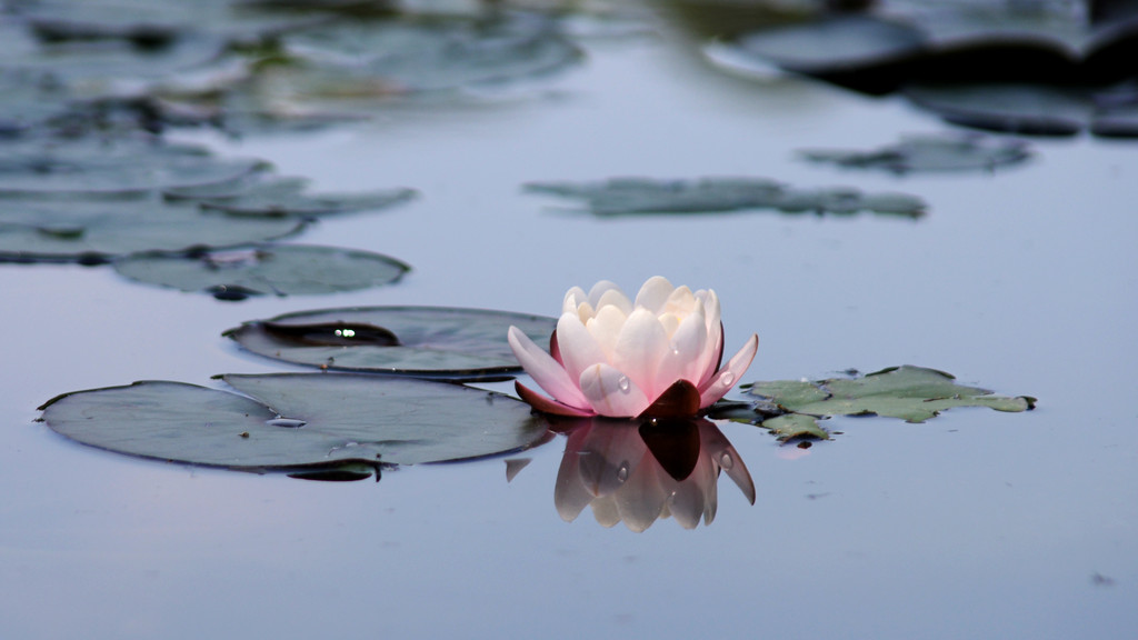 Nature - Ninfea - waterlily