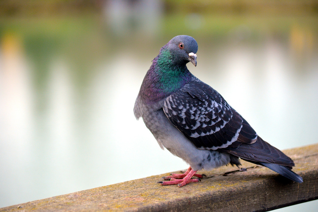 Animals - Piccione - pigeon