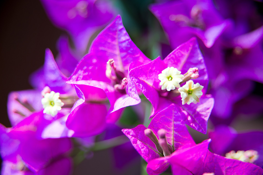 Flowers - Bouganville