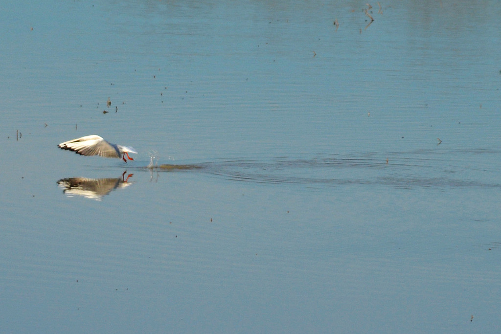 Animals - in partenza - seagull