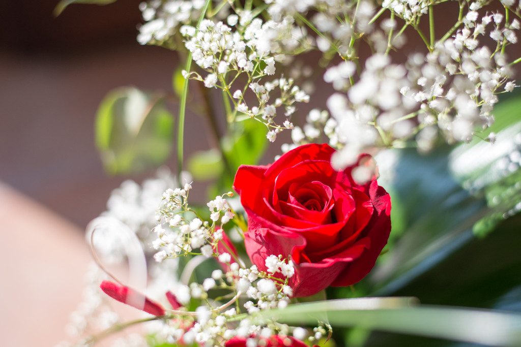 Flowers - Red Rose