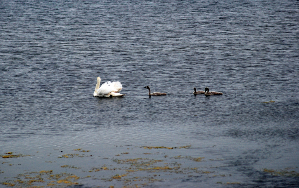 Animals - famiglia di cigni - family of swans