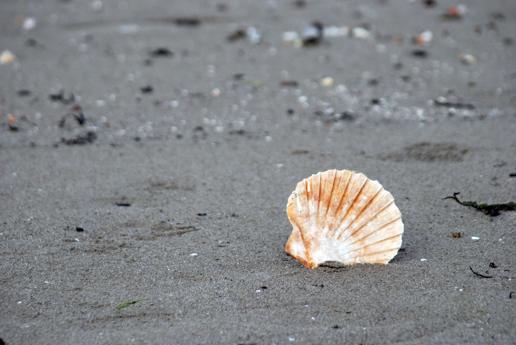 Nature - conchiglia - seashell