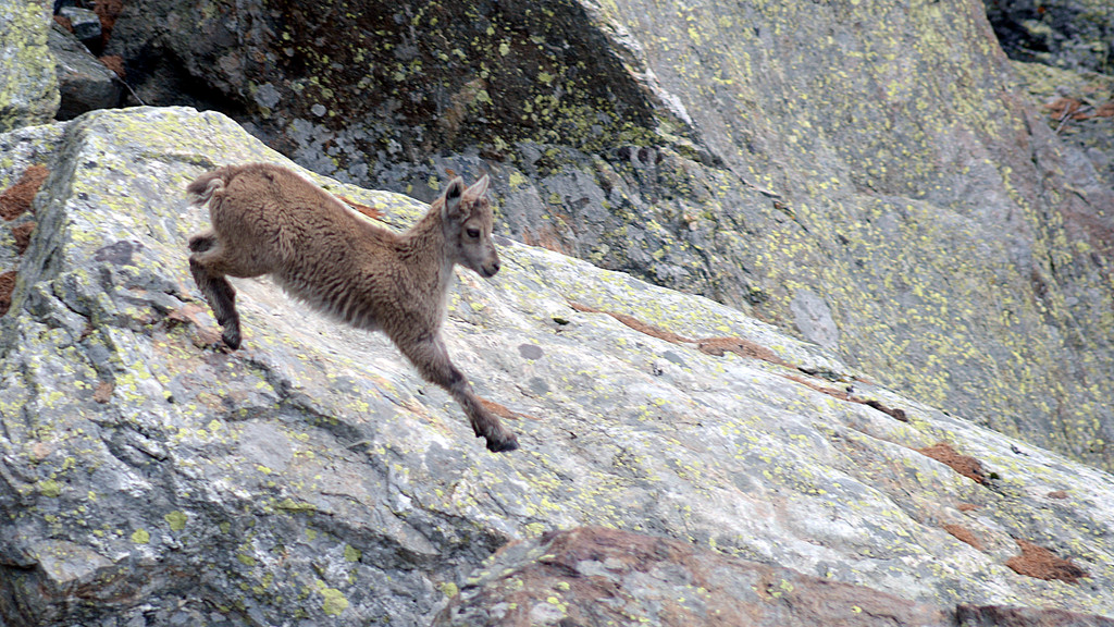 Animals - stambecchino in salto - young ibex
