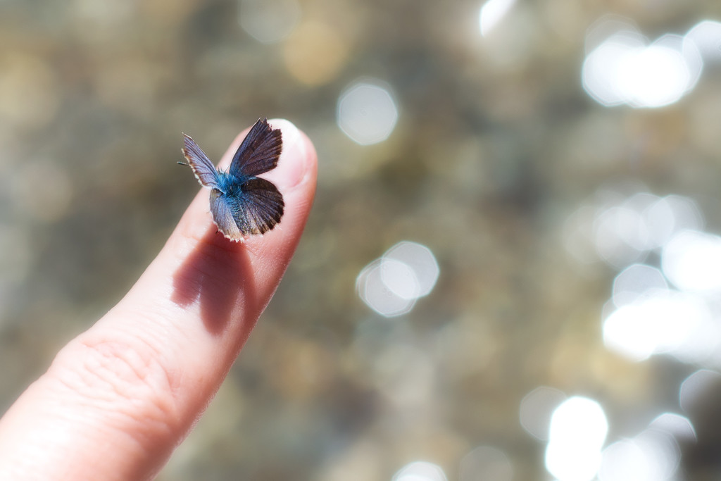 Animals - blu butterfly